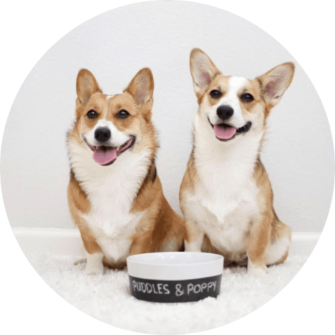 Mask коргиGroup